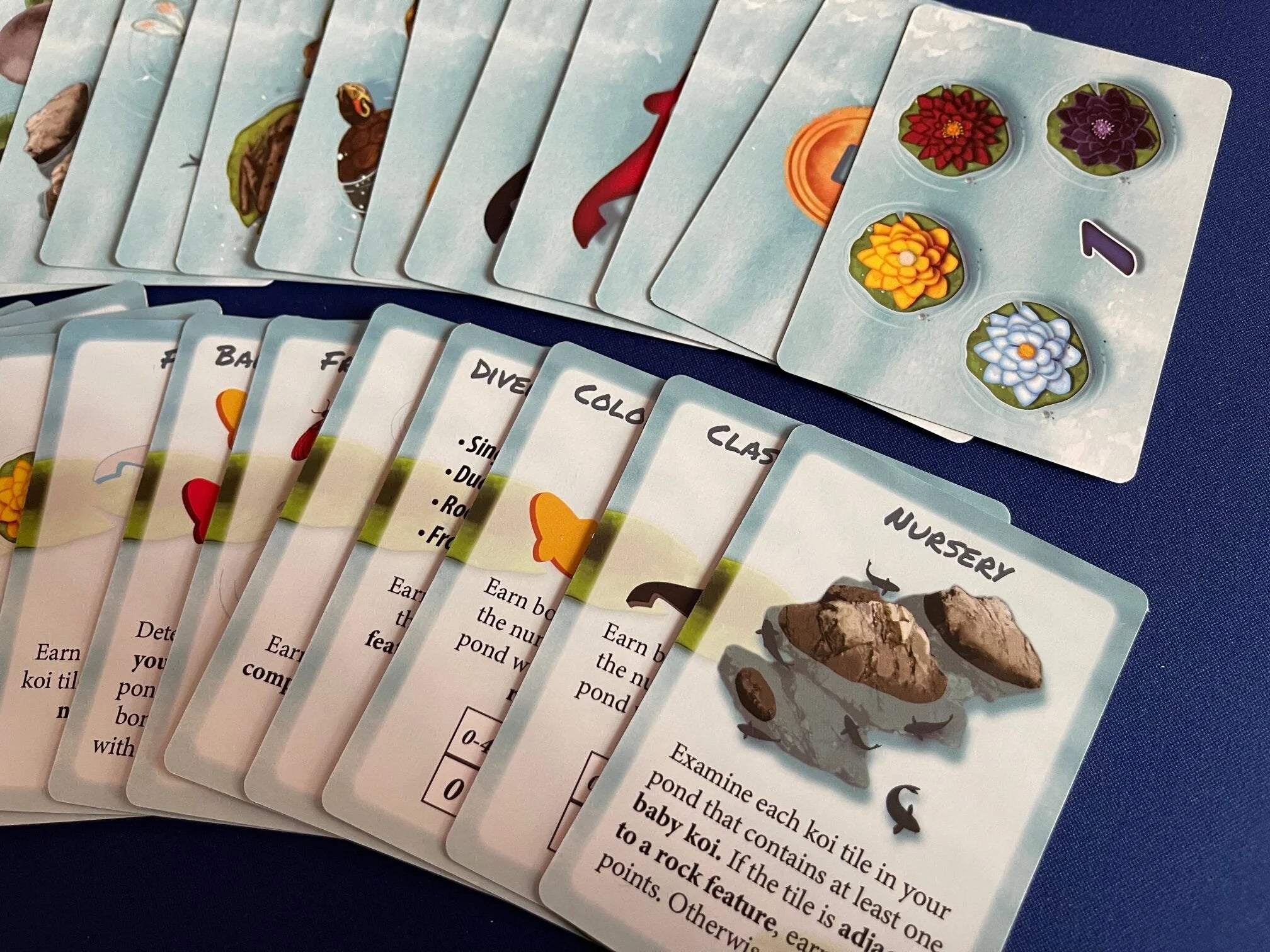 Kohaku Sundials Expansion-zoom-3
